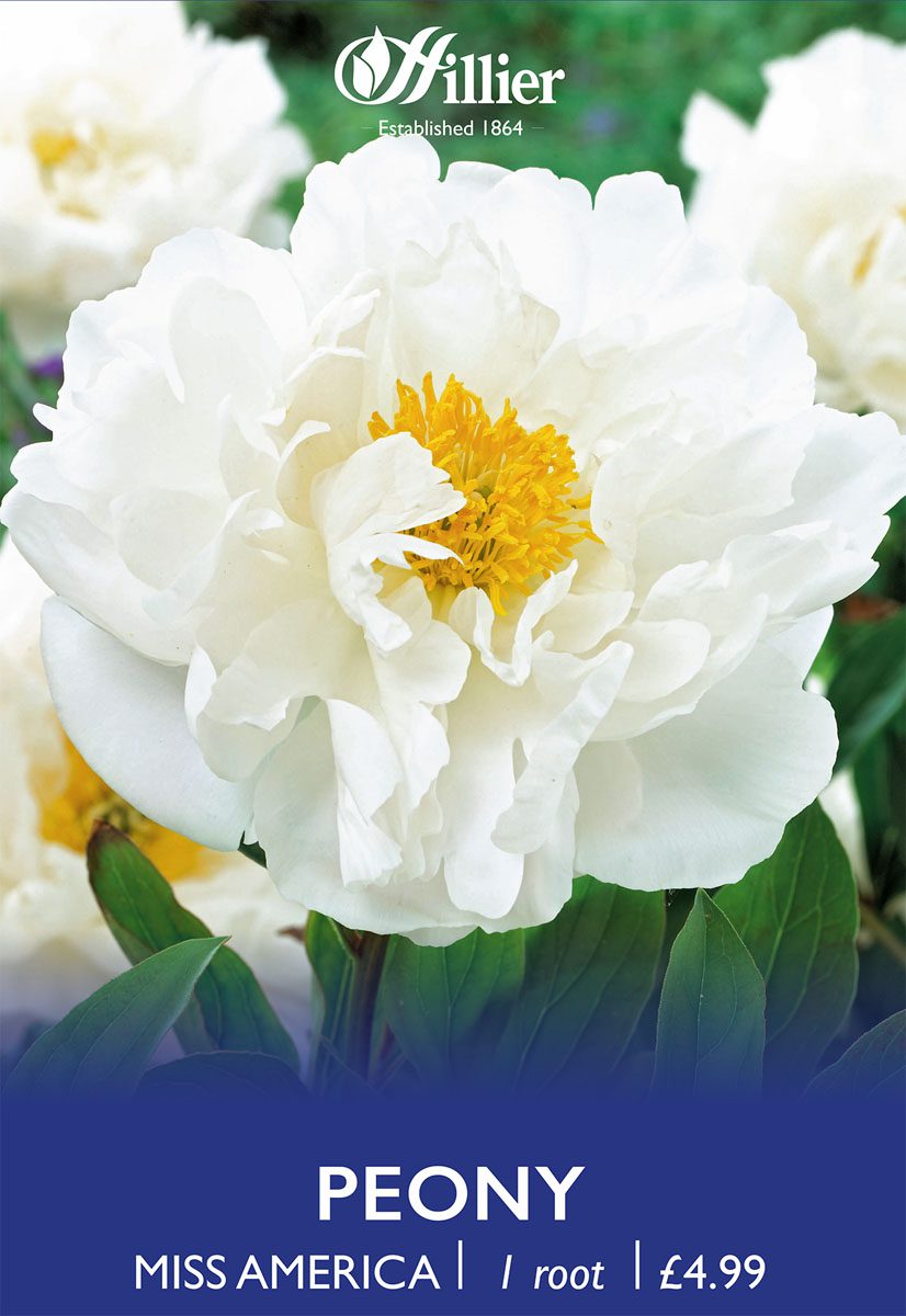 8718641970393 1 Paeonia Miss America.jpg